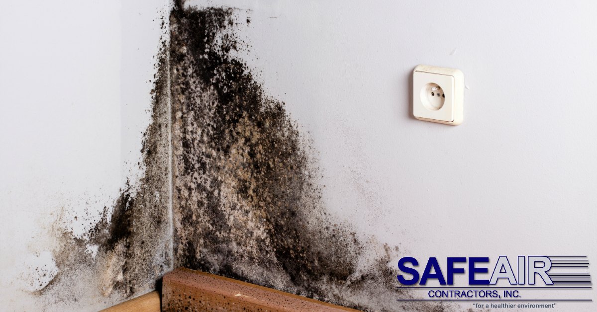 Experienced Mold Remediation