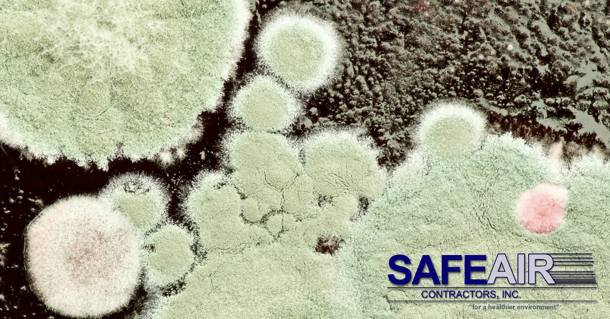 articles about mold removal
