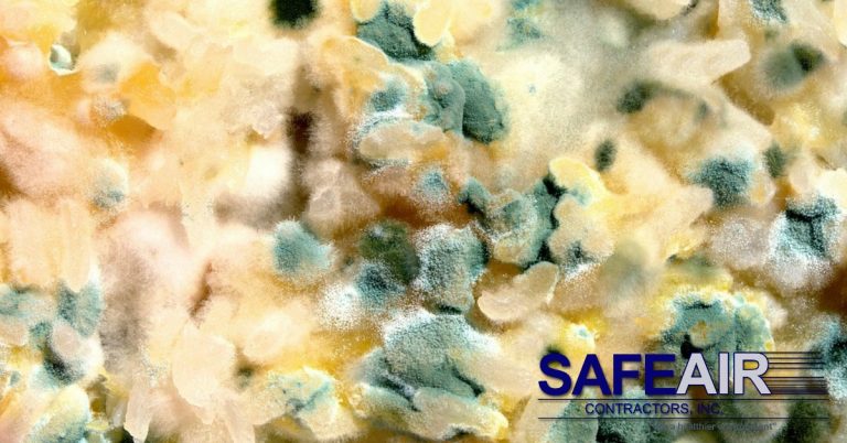 Mold Contamination Problem: What you need to know about Spore Removal ...