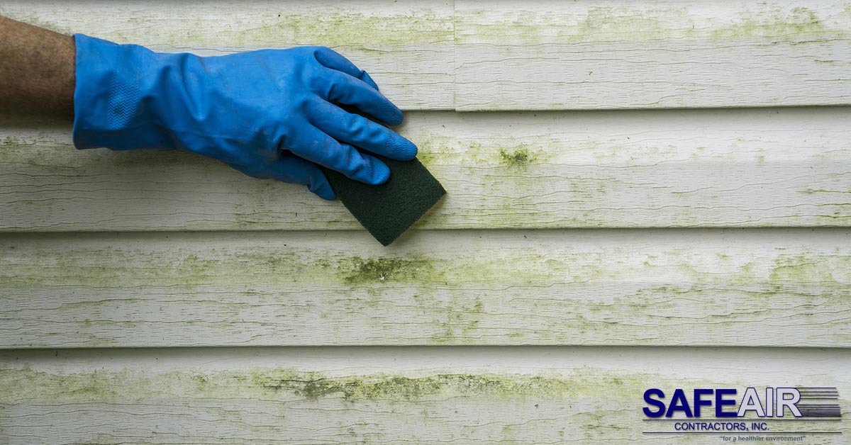 Mold After a Hurricane: What You Should Do to Eliminate the Problem