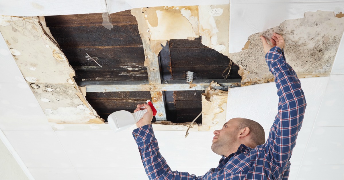 Mold Removal Contractor Ohio: What You Need to Know About Mold