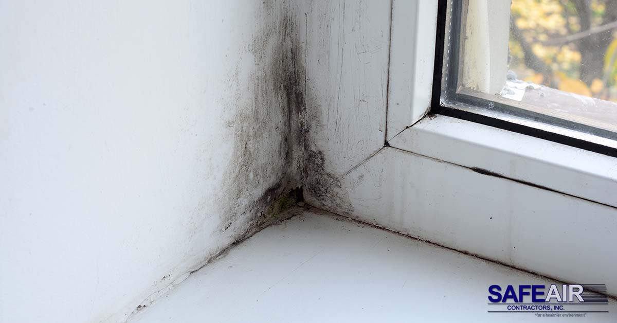 Cincinnati Ohio Mold the Difference Between Inspection and Removal